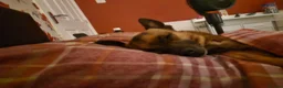 Mixed Breed dogs for sale: Chi x pups  in Derby - Advert 1