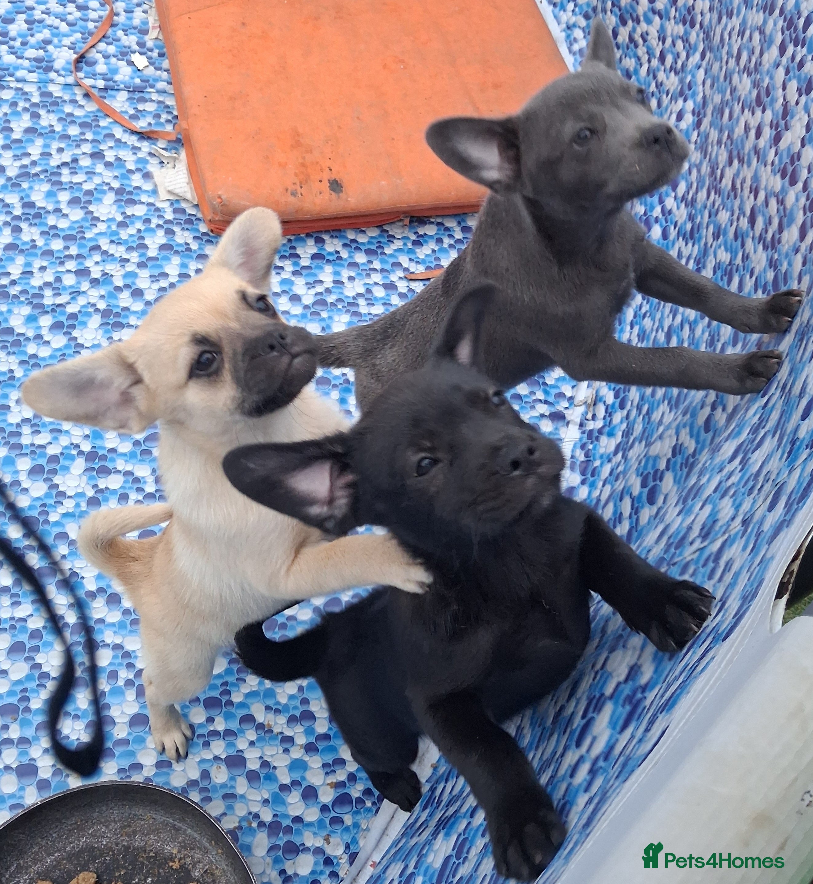 Mixed Breed dogs French bulldog x german spitz - Advert 4
