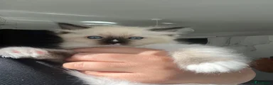 Ragdoll 1