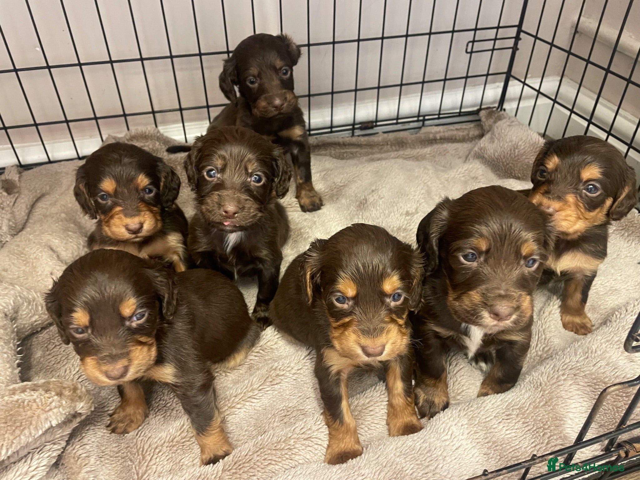 Cocker Spaniel dogs 7 Chocolate & Tan Cocker Spaniel Pups  - Advert 2