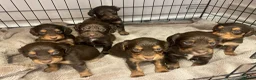 Cocker Spaniel dogs for sale: 7 Chocolate & Tan Cocker Spaniel Pups  - Advert 2