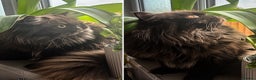 British Longhair cats for sale: Longhair chocolate male - Advert 7