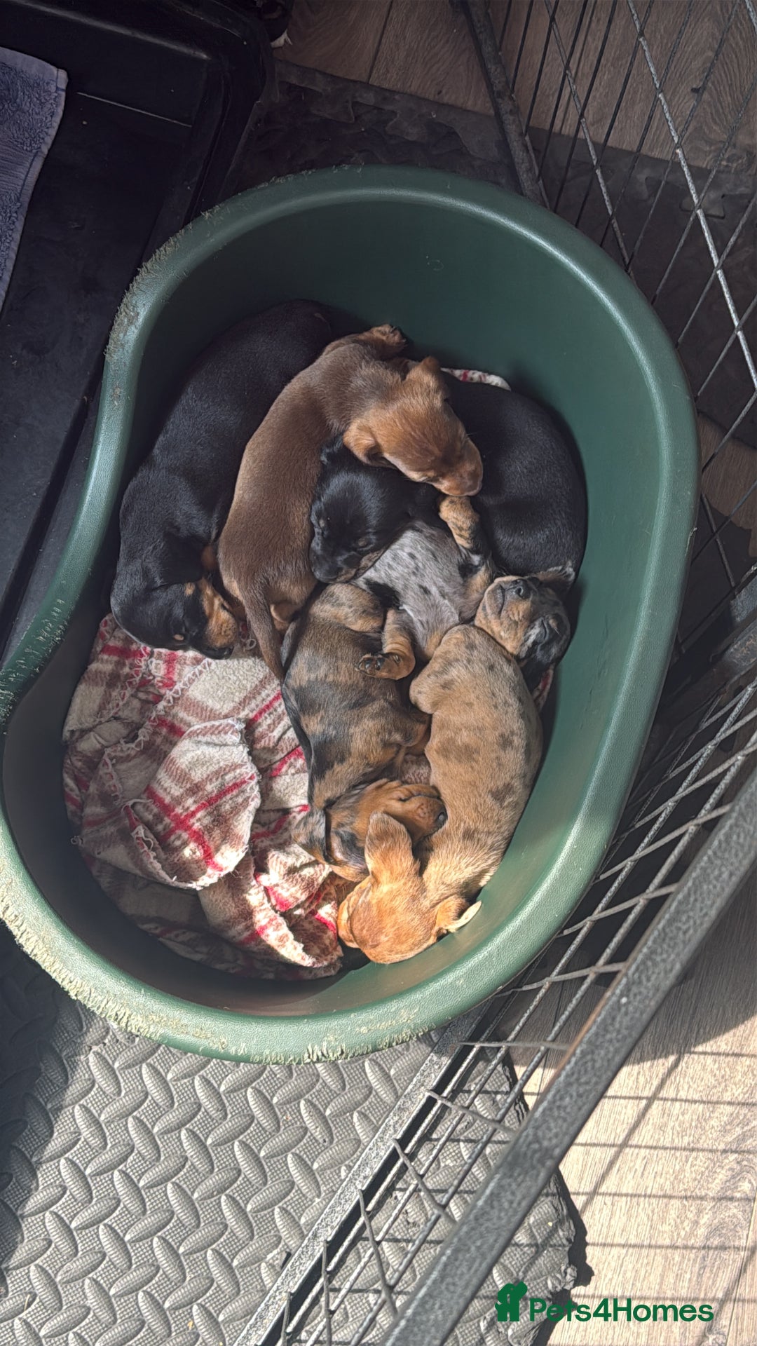Miniature Dachshund dogs for sale: Miniature dachshund puppies  - Image 2