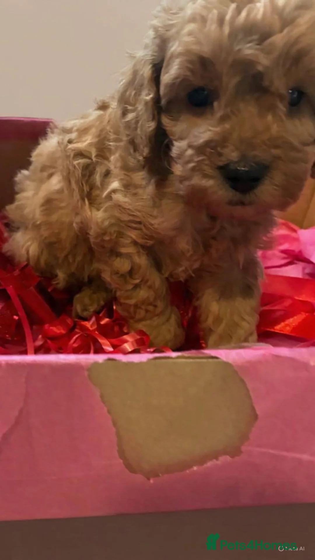 Toy Poodle dogs for sale: Beautiful toy poodle  - Advert 4