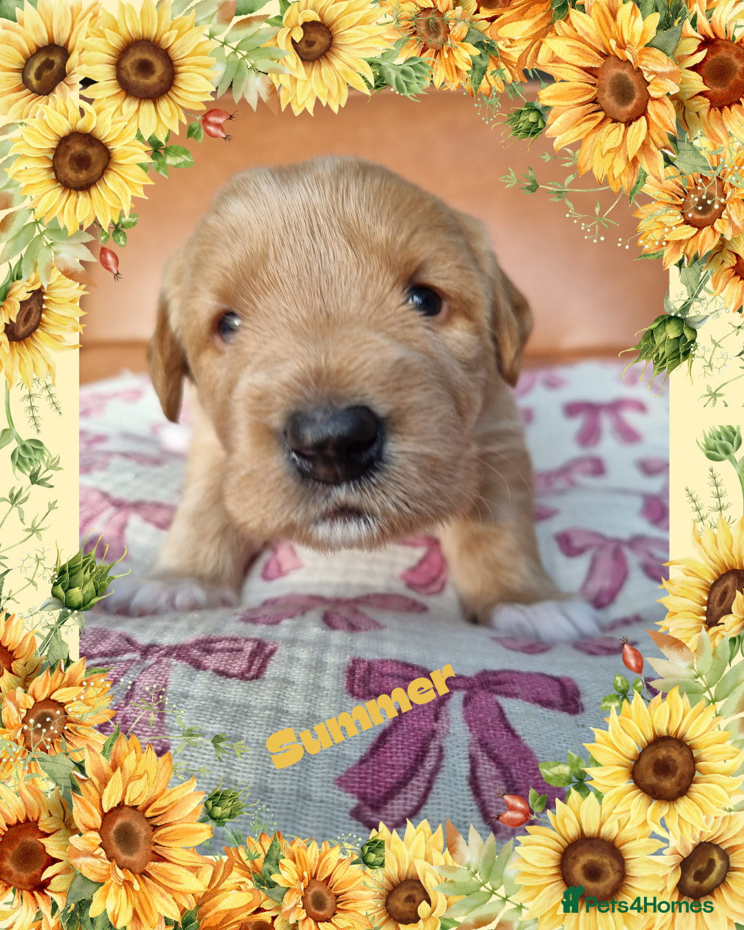 Australian Labradoodle dogs for sale: Stunning red F1b Australian Labradoodle puppies  - Image 7