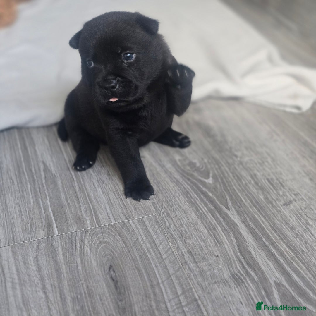 Mixed Breed dogs for sale: Chaffy puppies - Advert 16