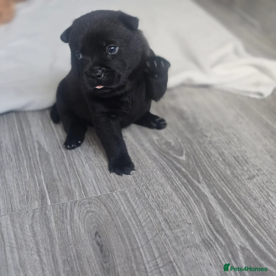 Mixed Breed dogs for sale: Chaffy puppies - Advert 14