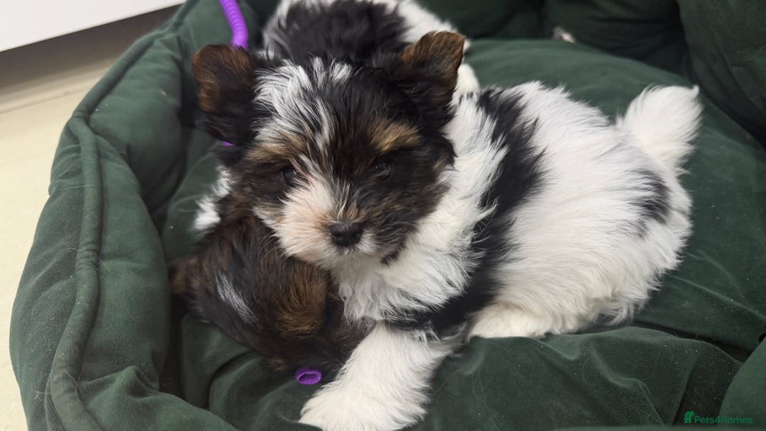 Biewer Terrier dogs for sale: Beautiful boys Biewer ready now  - Advert 2