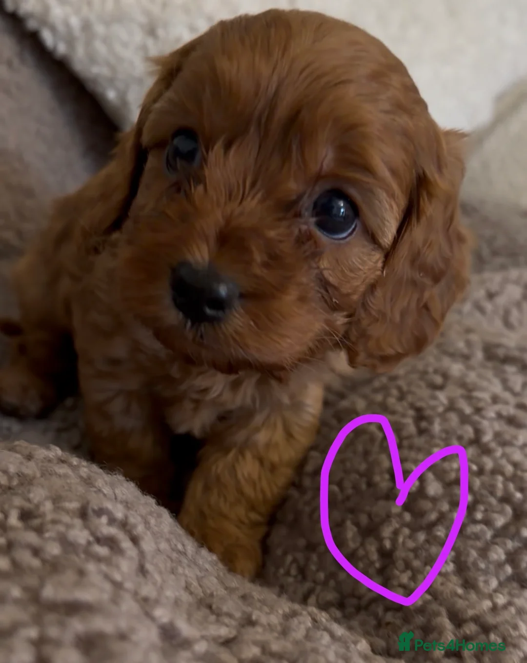 Cavapoo dogs for sale: F1 Cavapoo Puppies 🤎 3 girls, 2 boys 🤎 - Advert 7