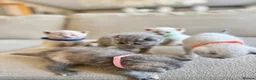 British Shorthair cats for sale: FULL PEDIGREE BSH KITTENS IN THE COTSWOLDS - Advert 35