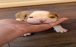 Alapaha Blue Blood Bulldog dogs for sale: IABBR registered Alapaha Blue Blood Bulldogs - Image 11