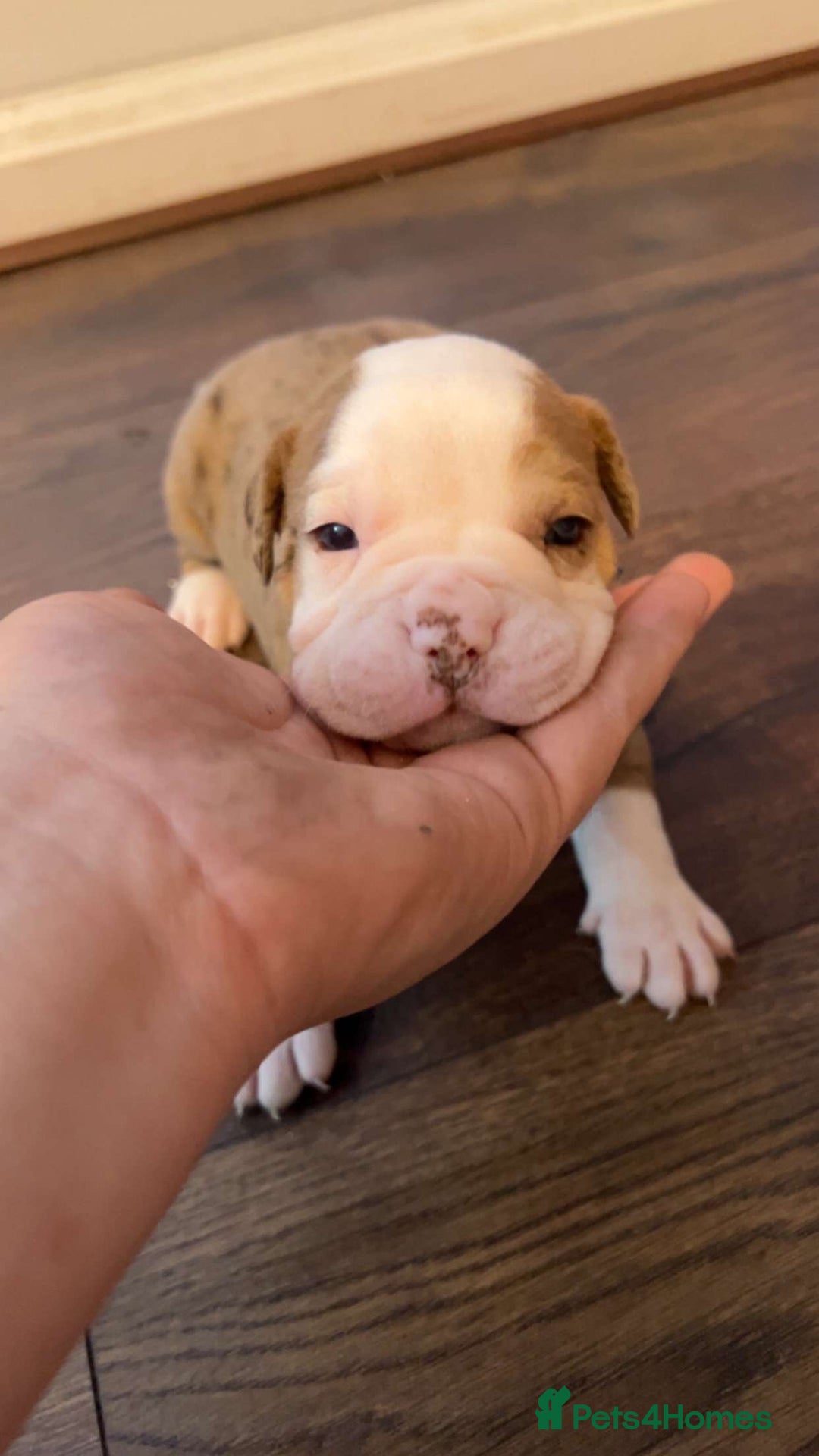 Alapaha Blue Blood Bulldog dogs for sale: IABBR registered Alapaha Blue Blood Bulldogs - Image 11