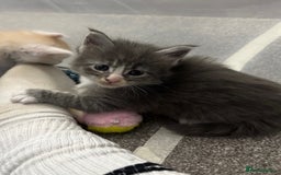 Maine Coon cats for sale: Beautiful RARE coloured Maine Coons - Image 11