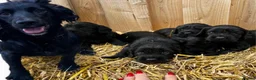 Cockalier dogs for sale: Cockalier puppy  - Advert 2