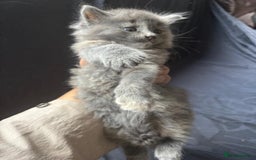 Mixed Breed cats for sale: Cute Kittens Looking For A Loving Home - Image 6