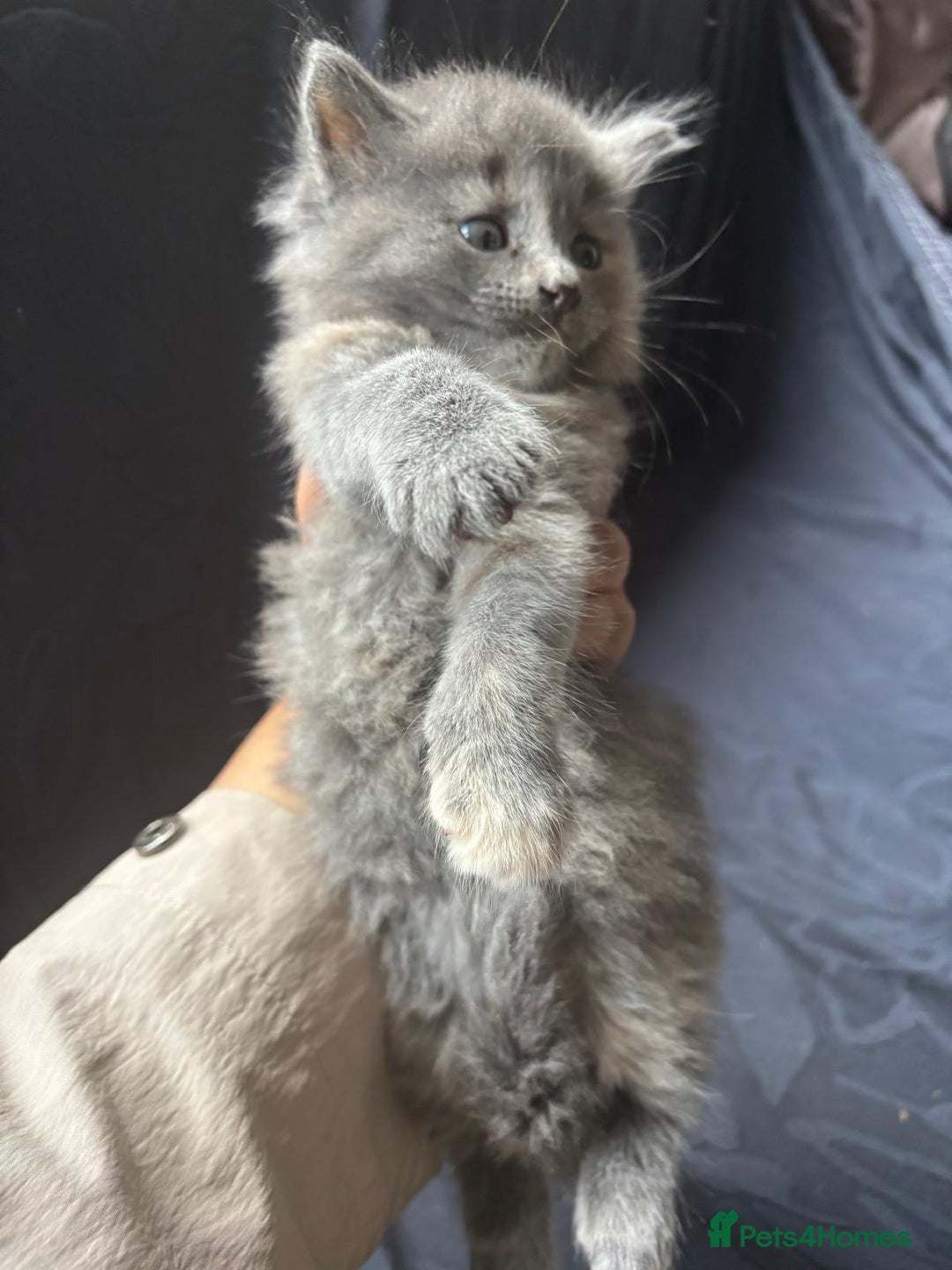 Mixed Breed cats for sale: Cute Kittens Looking For A Loving Home - Image 6