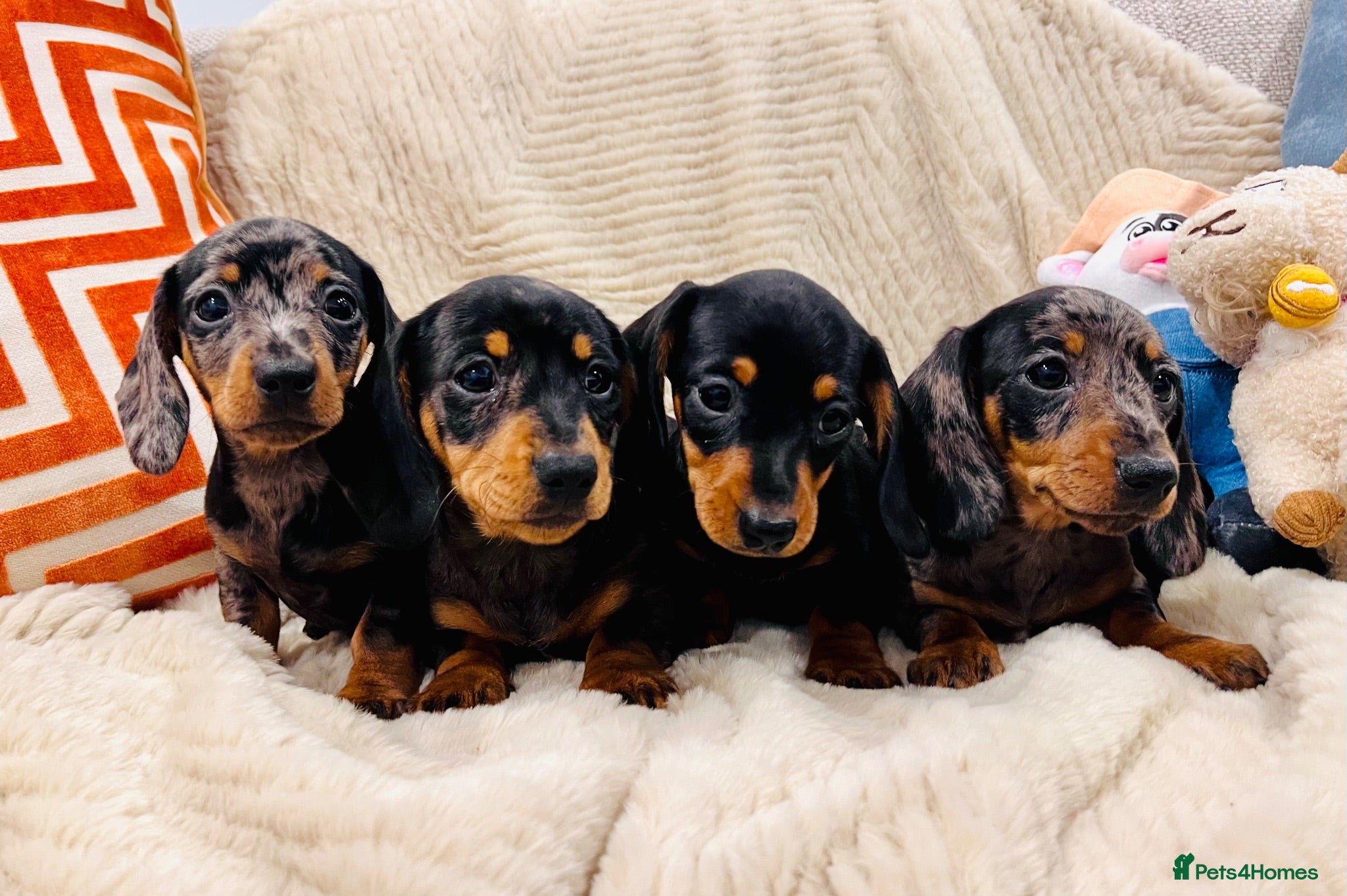 Miniature Dachshund dogs Miniature Dachshund (Smooth Haired) - Advert 1