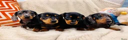 Miniature Dachshund dogs for sale: Miniature Dachshund (Smooth Haired) - Advert 1