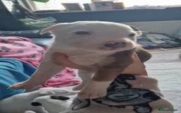 Mixed Breed dogs for sale: Staffy-lurcher Cross Border Collie  - Image 4