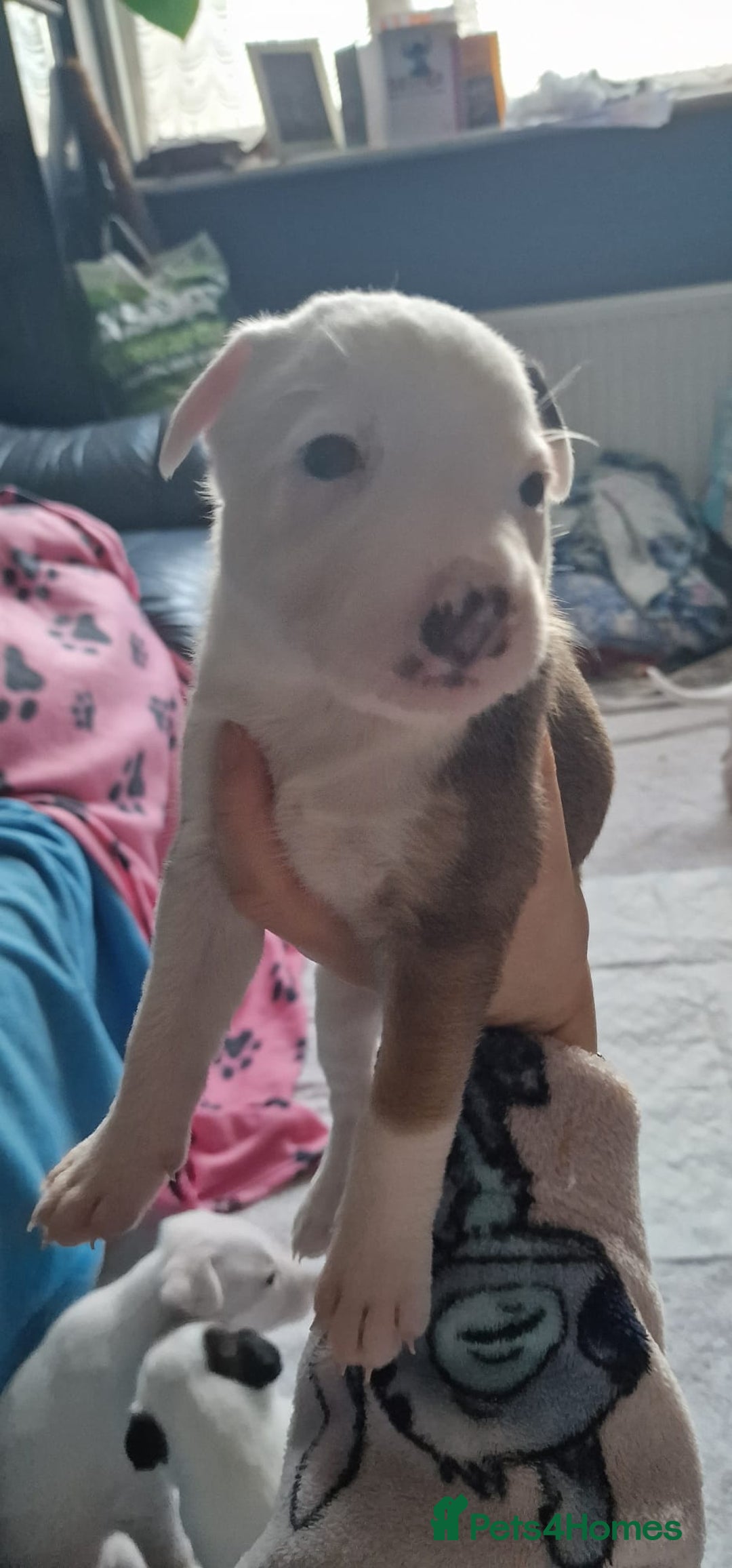 Mixed Breed dogs for sale: Staffy-lurcher Cross Border Collie  - Image 4