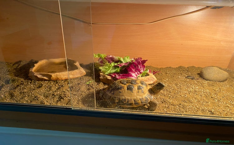 Tortoise reptiles - Advert 1