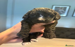 Cockapoo dogs for sale: Cockapoo - Image 10