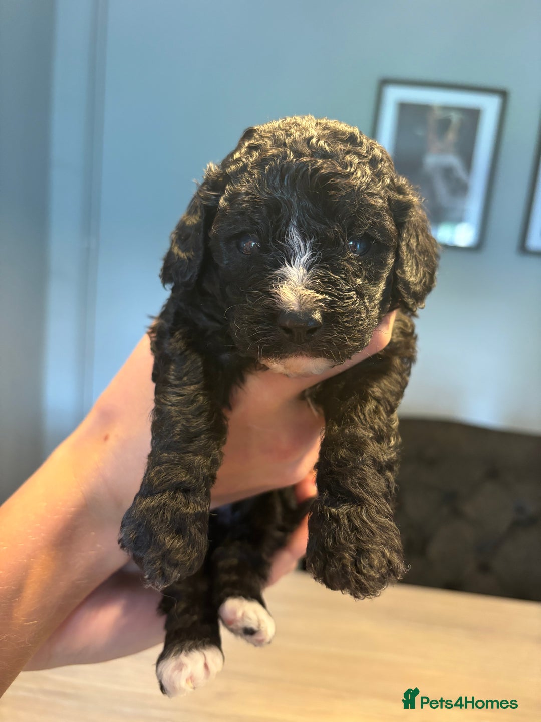 Cockapoo dogs for sale: Cockapoo - Image 10