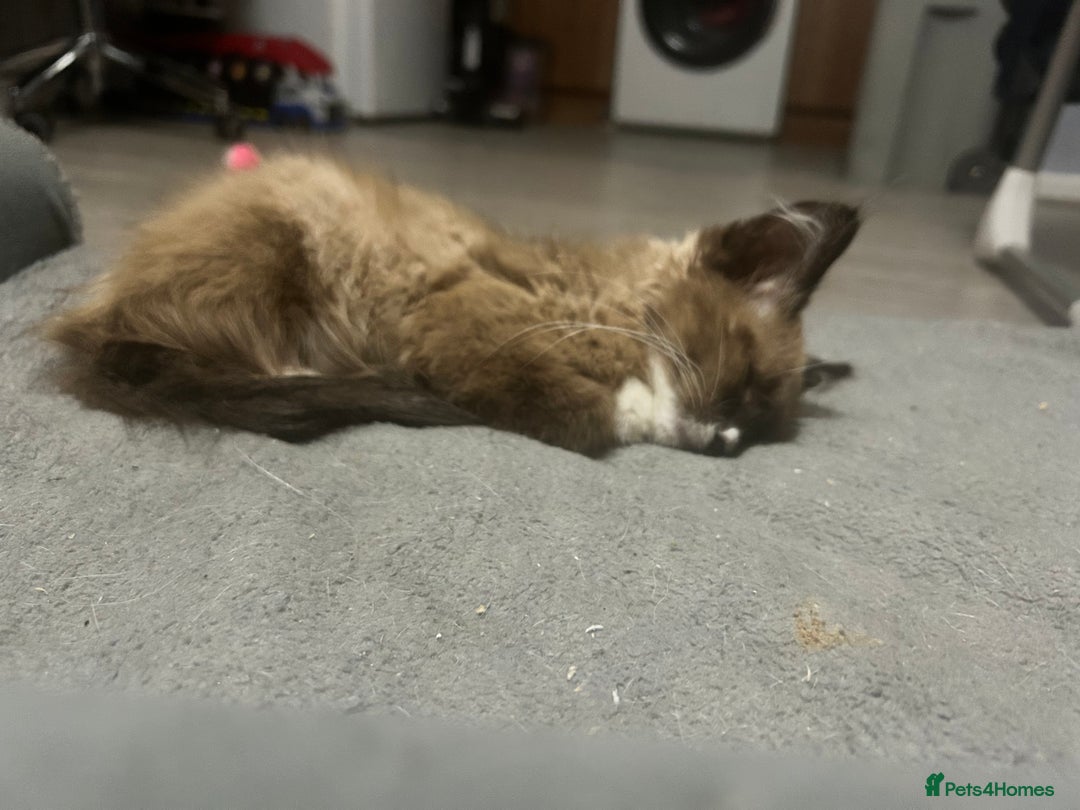 Ragdoll cats for sale: Ragdoll boy  - Image 3