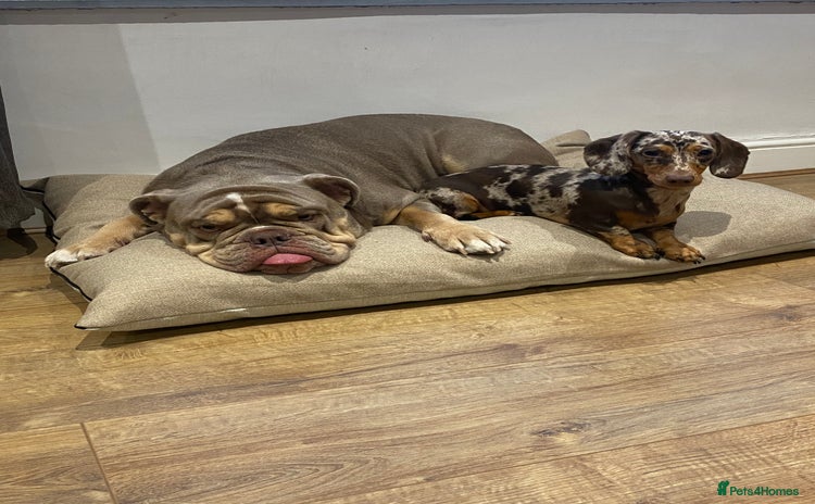 Mixed Breed dogs Missy and Prince - Advert 1