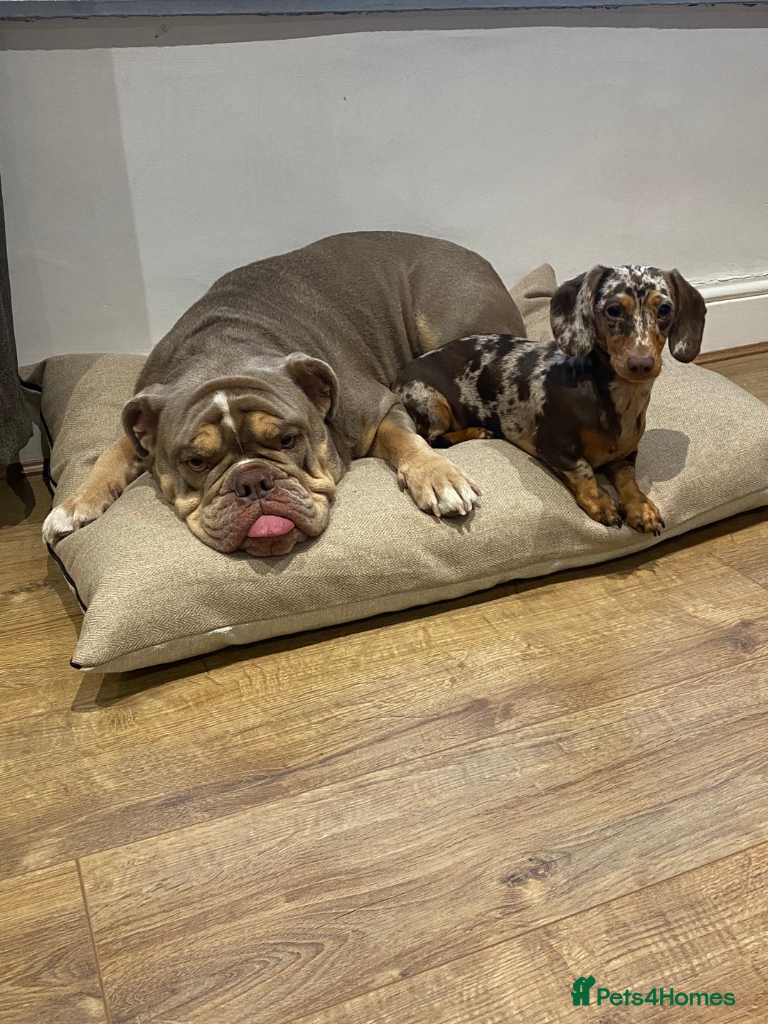 Mixed Breed dogs for sale: Missy and Prince - Advert 1