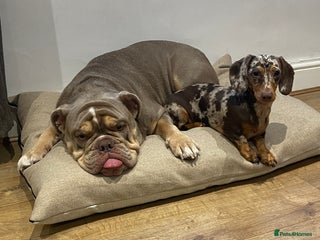 Mixed Breed dogs Missy and Prince - Advert 2