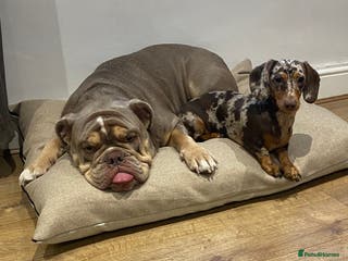 Mixed Breed dogs for sale: Missy and Prince - Advert 1