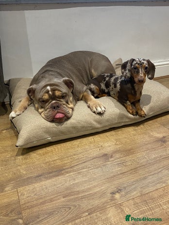 Mixed Breed dogs Missy and Prince - Advert 1