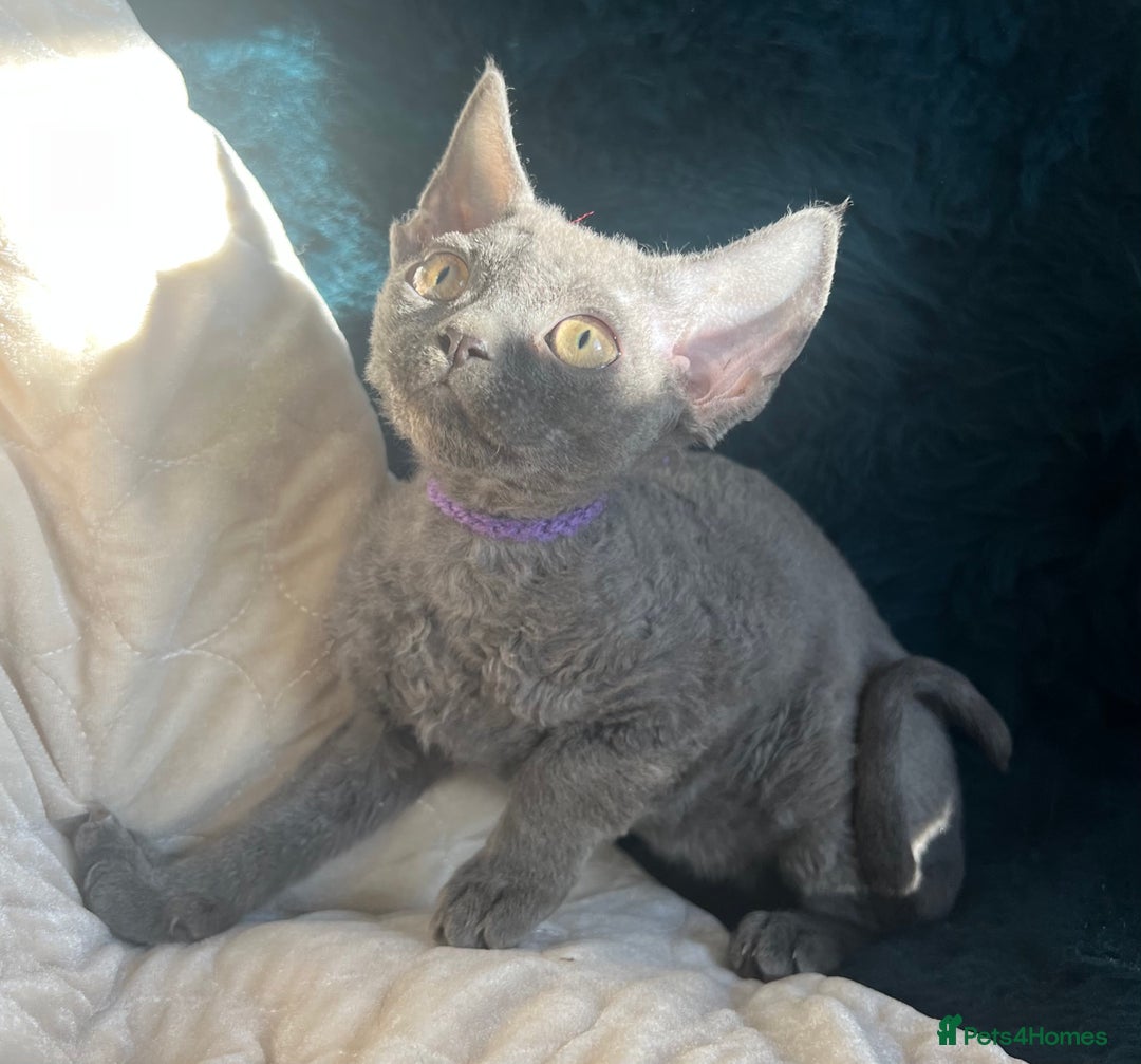 Devon Rex cats for sale: Devon Rex kittens  - Advert 19