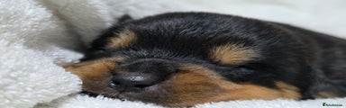 Rottweiler Female Puppy 2