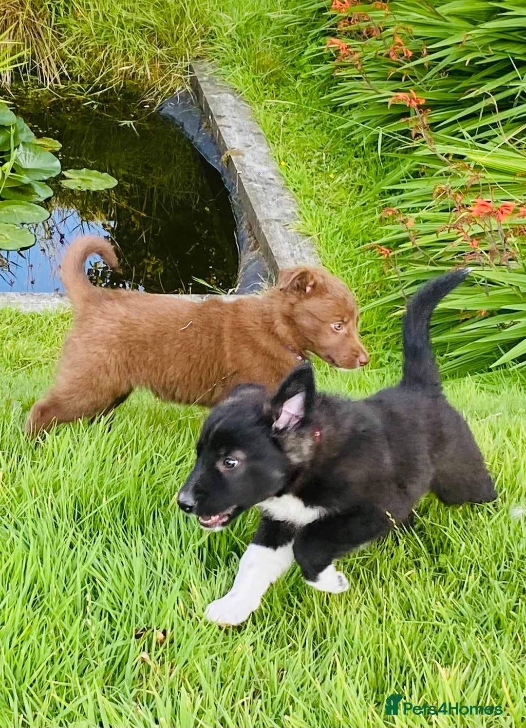 Border Collie dogs for sale: *7 Adorable Border collie pups* - Image 14