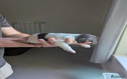 English Springer Spaniel dogs for sale: Working English Springer Spaniel Puppies - Image 3