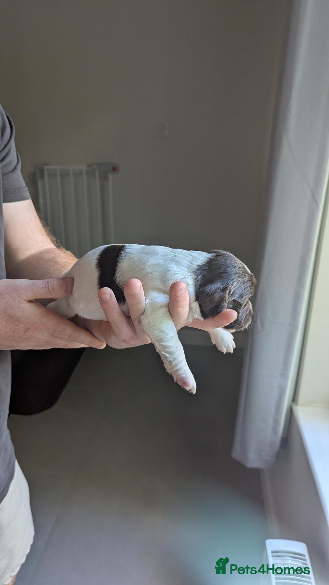 English Springer Spaniel dogs for sale: Working English Springer Spaniel Puppies - Image 3