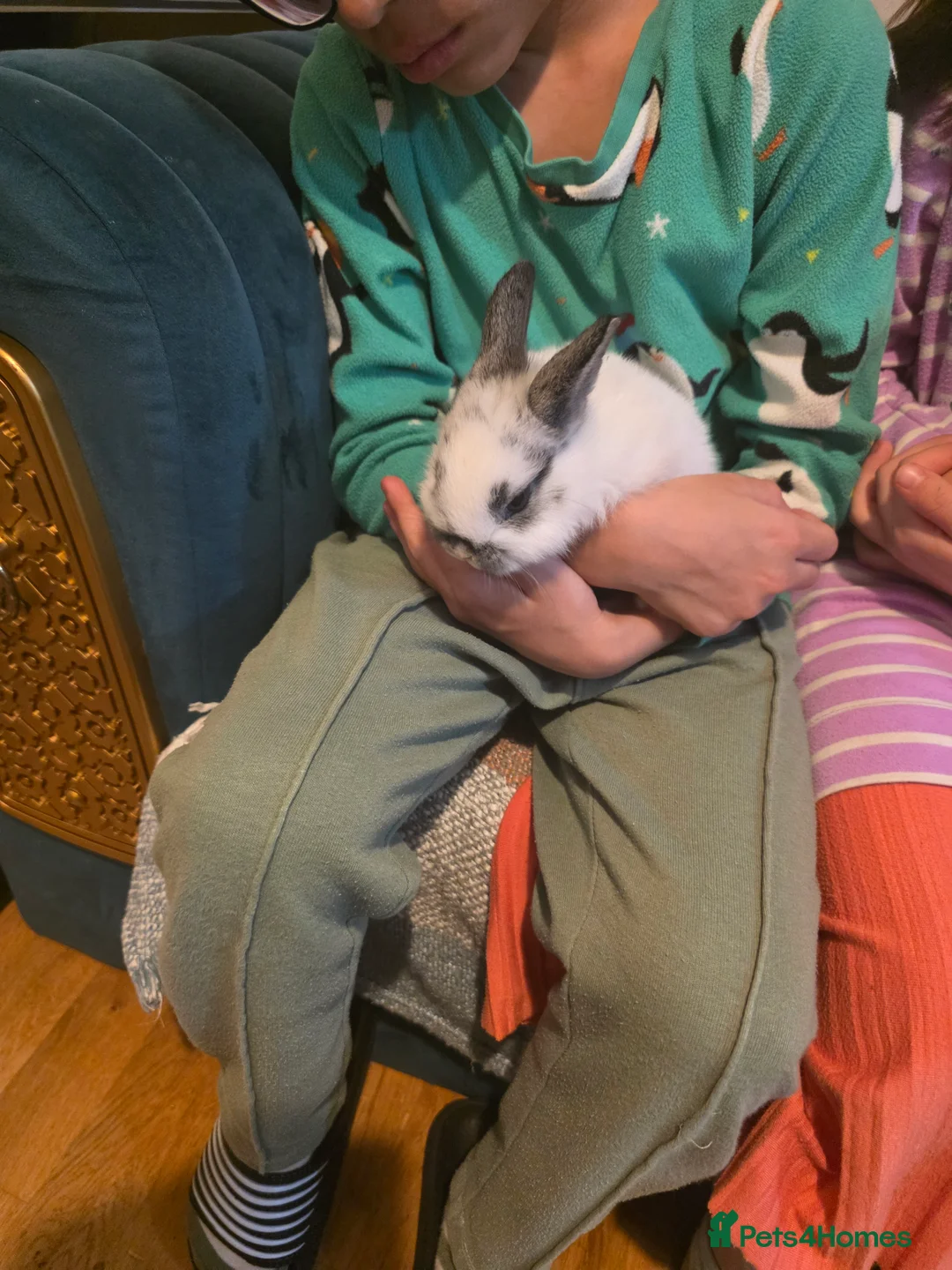 Mixed Breed rabbits for sale: Bunnies  in Swindon - Advert 1