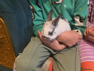 Mixed Breed rabbits Bunnies - Advert 4