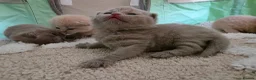 British Shorthair cats for sale: GCCF Champion British short hair kittens  - Advert 1