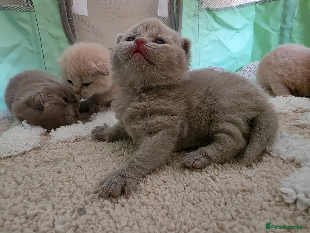 British Shorthair cats for sale: GCCF Champion British short hair kittens  - Advert 1