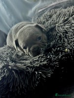 French Bulldog dogs - Advert 14