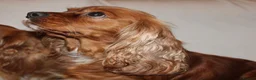 Cavalier King Charles Spaniel dogs for sale: Gorgeous Cavalier King Charles Spaniel puppies - Advert 7