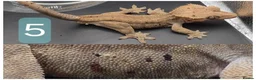 Gecko reptiles for sale: various crested geckos - Advert 5