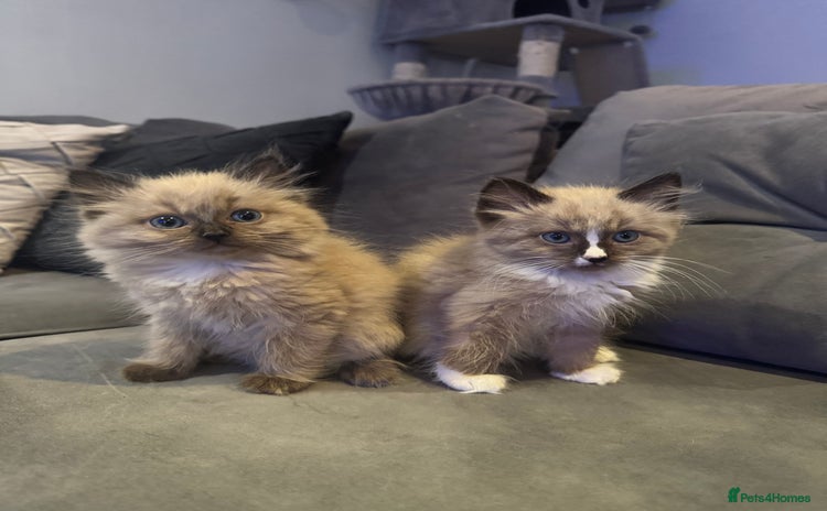 Ragdoll cats - Advert 3