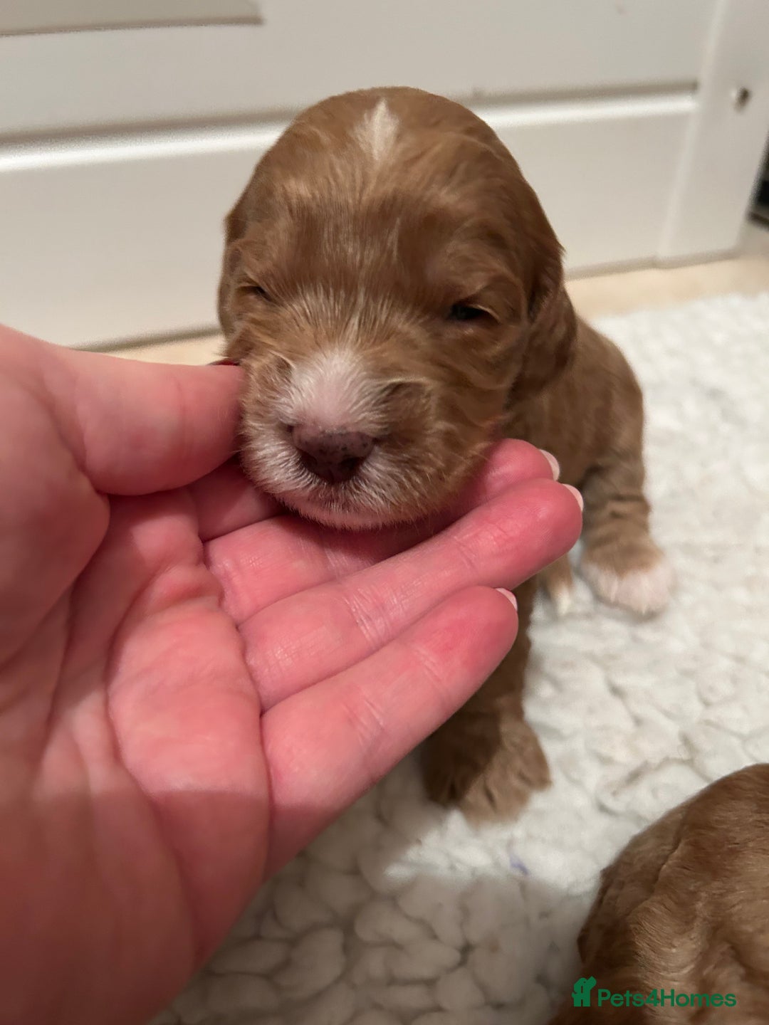 Mixed Breed dogs for sale: Beautiful miniature labradoodle puppies  - Advert 26