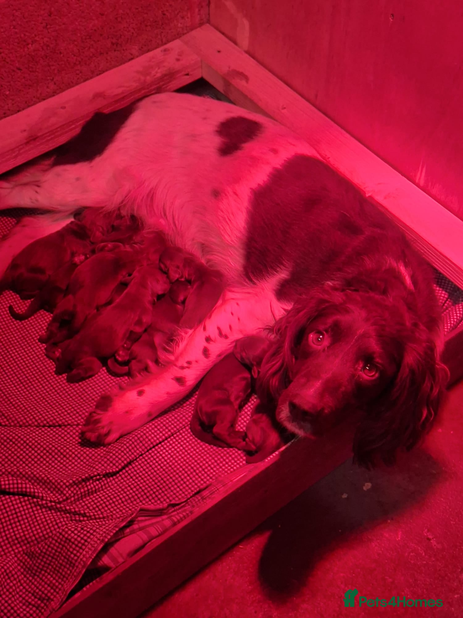 Sprocker dogs F1 Sprocker Spaniel Puppies 7 Boys & 2 Girls 🐾 - Advert 4