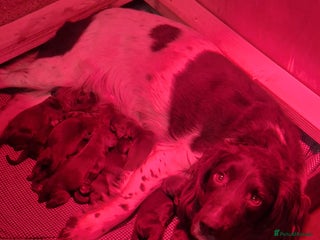 Sprocker dogs F1 Sprocker Spaniel Puppies 7 Boys & 2 Girls 🐾 - Advert 4