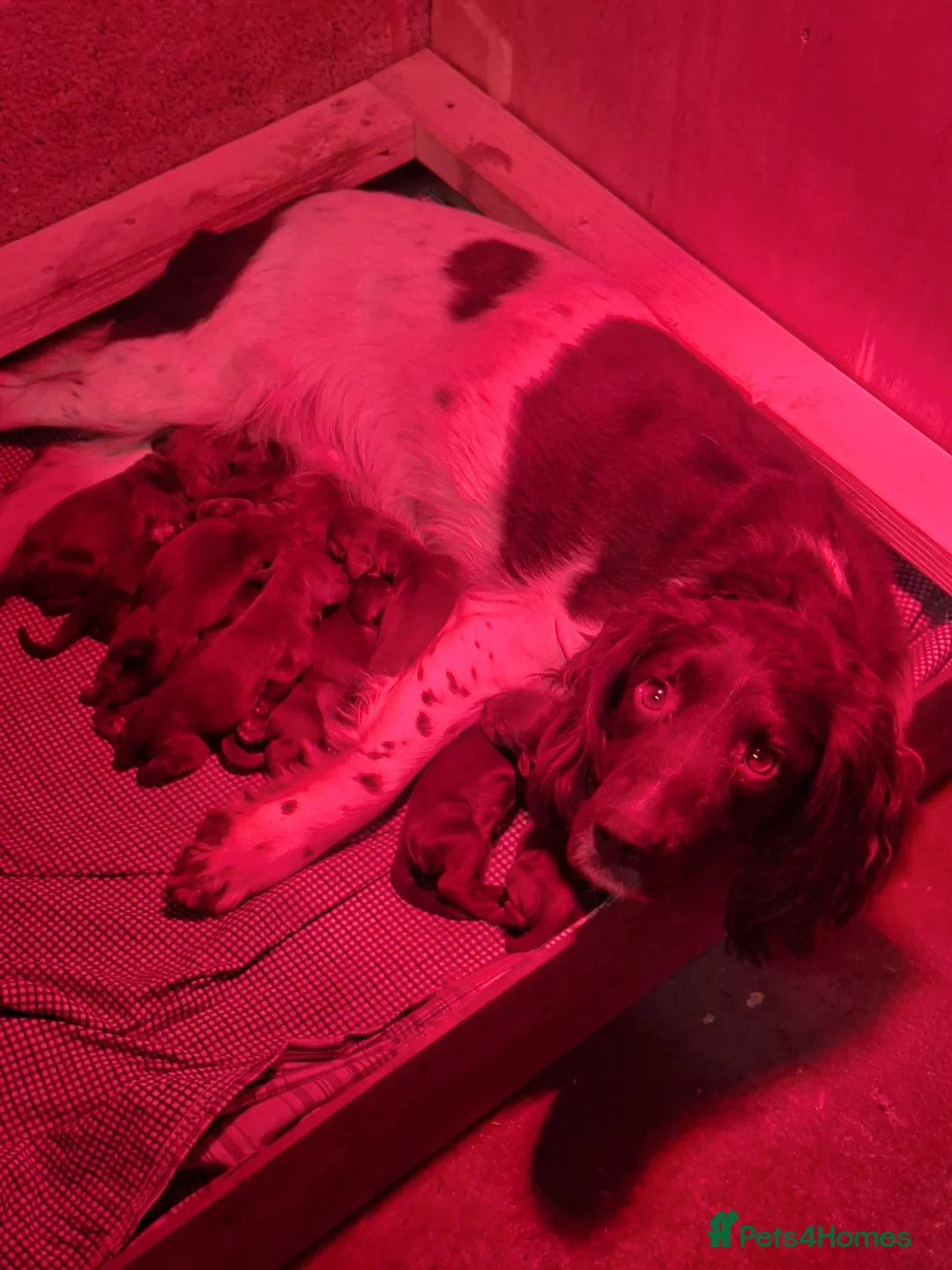 Sprocker dogs for sale: F1 Sprocker Spaniel Puppies 7 Boys & 2 Girls 🐾 - Advert 1